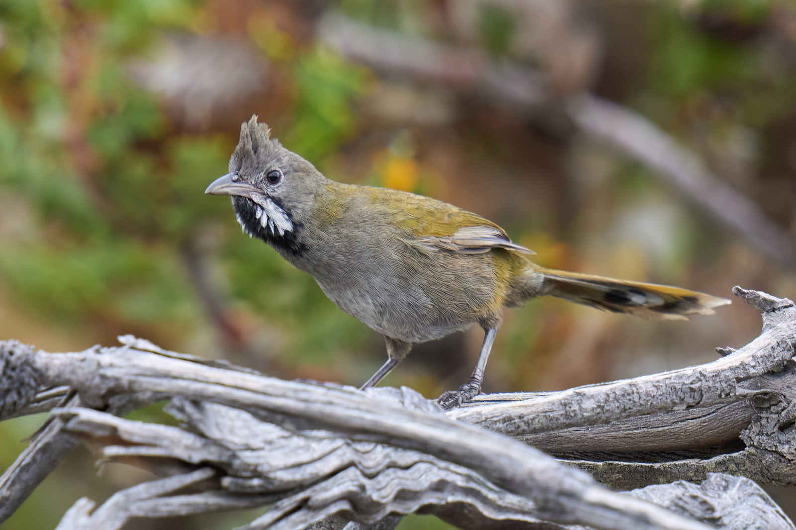 image Western Whipbird (Black-throated)